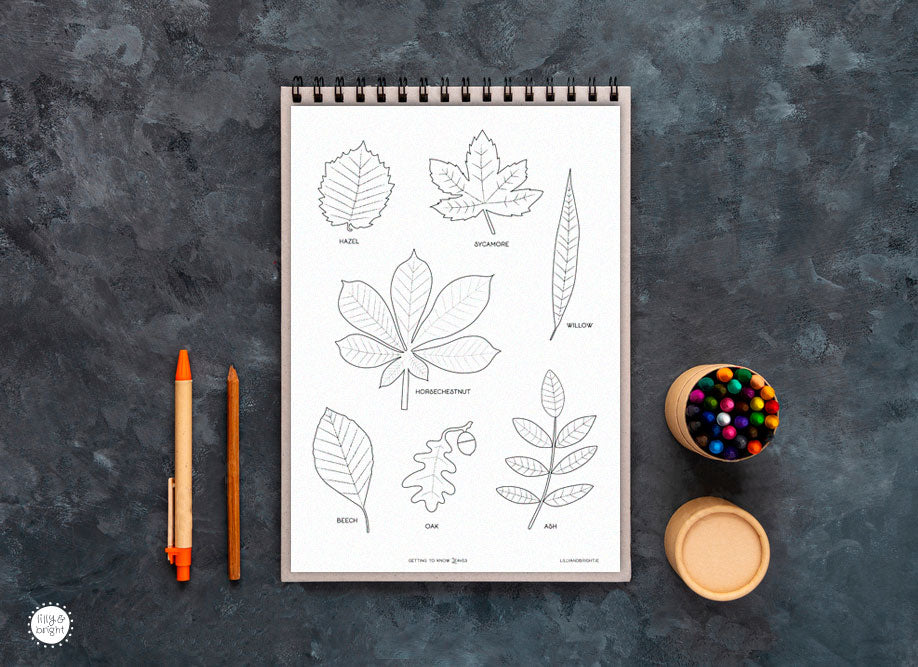 Leaf colouring sheet with crayons and sketchbook