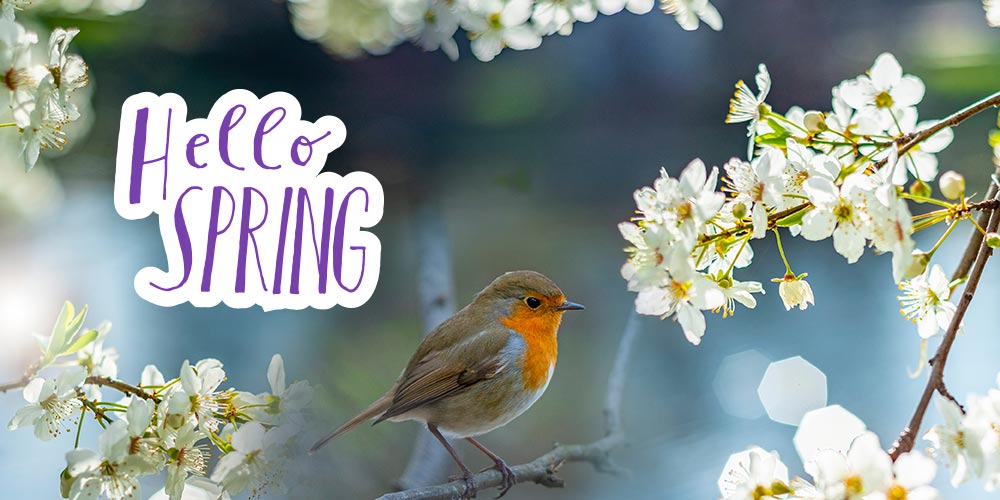 robin in a whitethorn tree