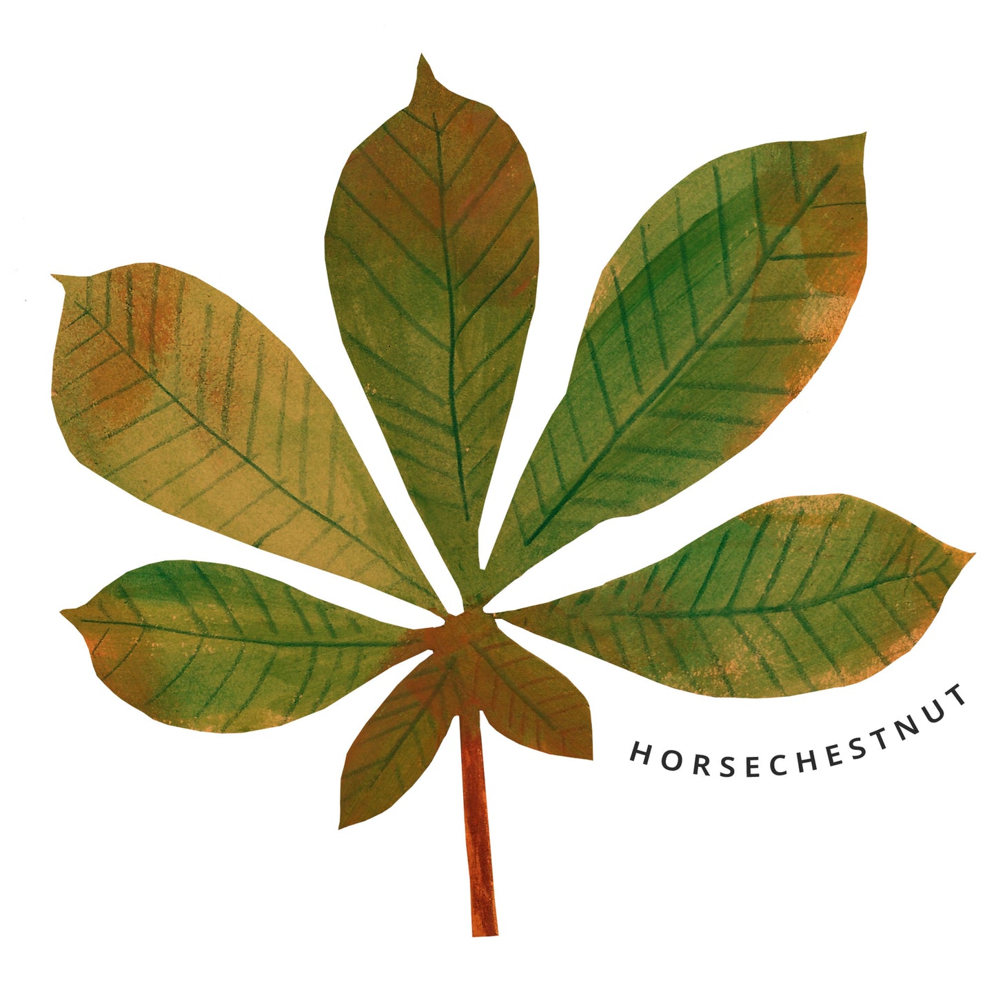 Horsechestnut leaf illustration with 'Horsechestnut' text on a white background