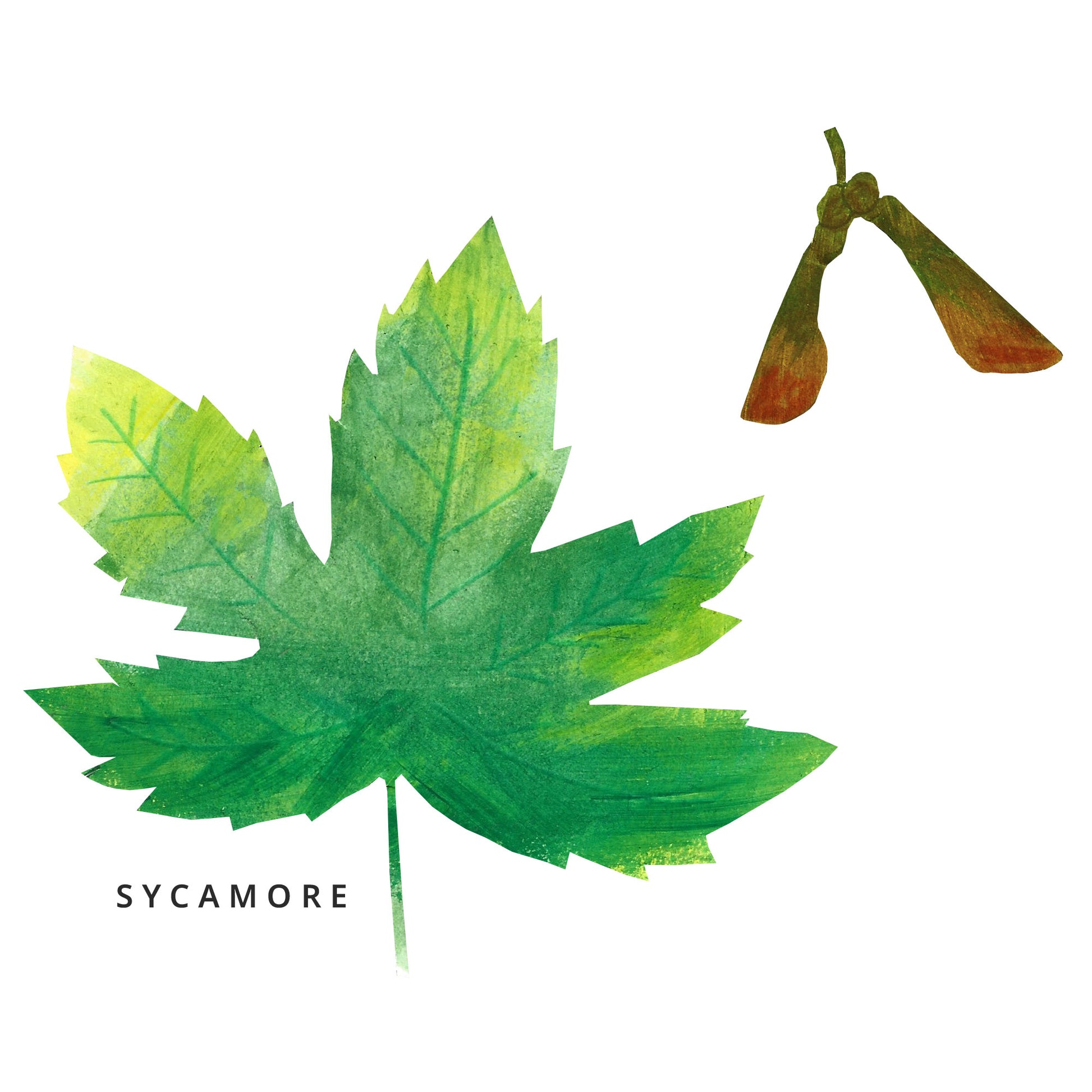 Illustration of a sycamore leaf and seed head on a white background